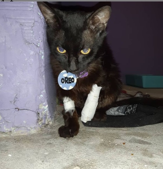 Gato Antes Refugio