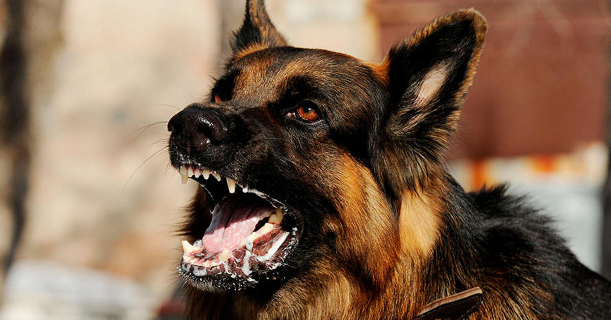 VACUNACION ANTIRRABICA