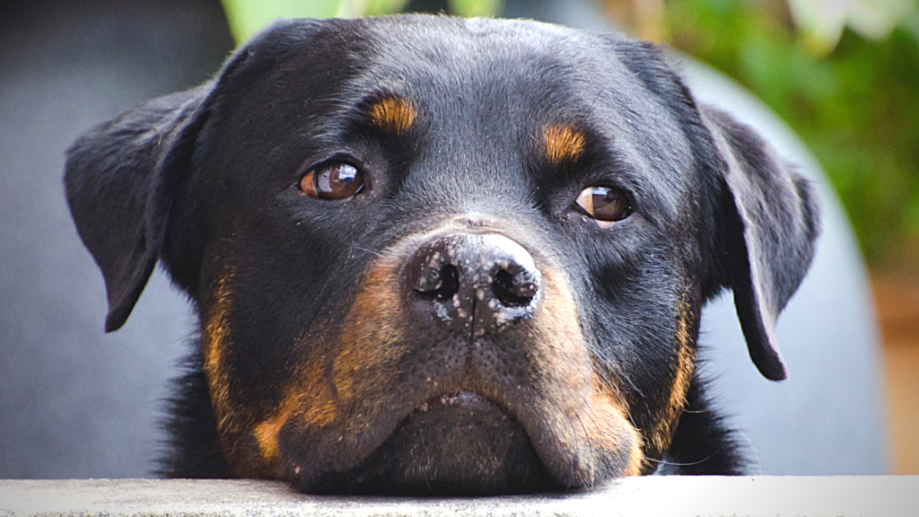 2021 SIN MALTRATO ANIMAL: ¿Qué objetivos tienen las organizaciones protectoras?