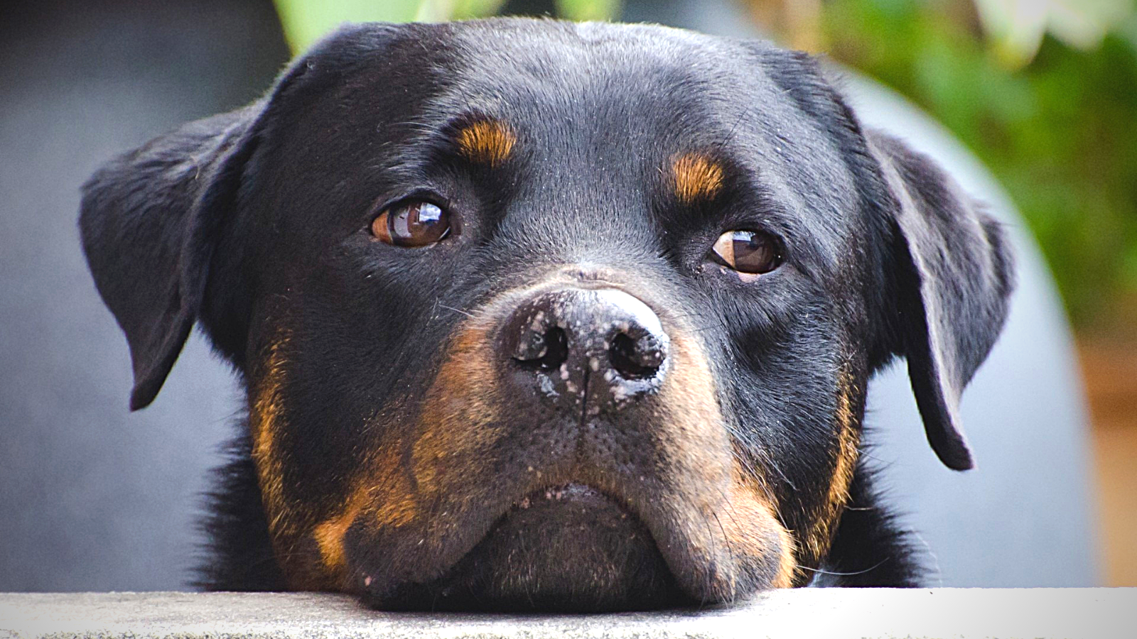 2021 SIN MALTRATO ANIMAL: ¿Qué objetivos tienen las organizaciones protectoras?