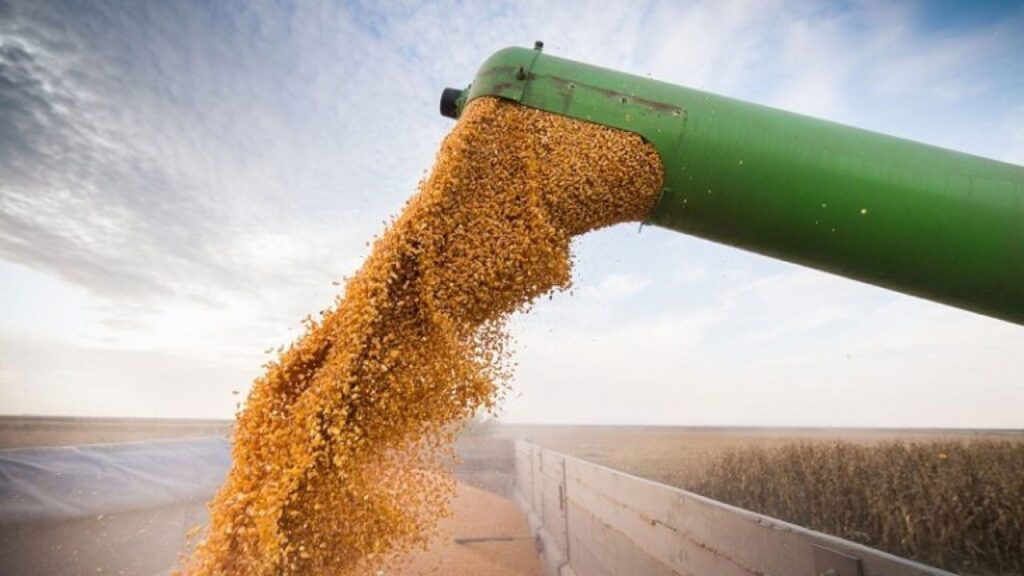 campo exportaciones maíz