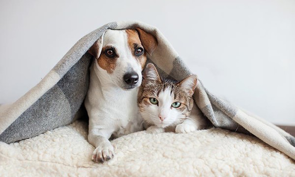 CORONAVIRUS: ¿La nueva cepa británica afecta a las mascotas?