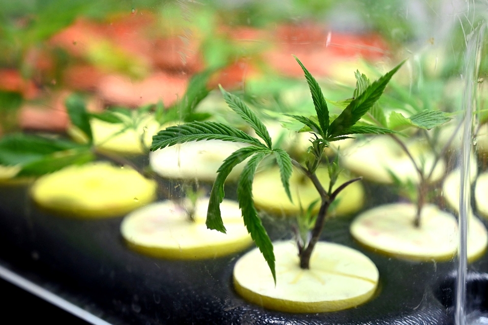 cannabis medicinal 