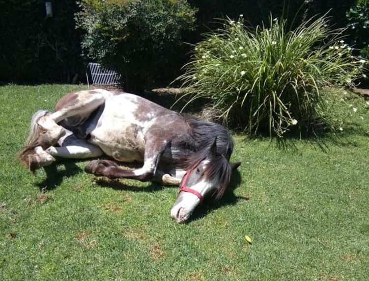 robo caballo