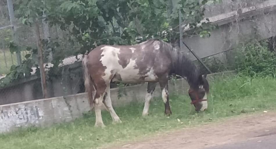  robo caballo