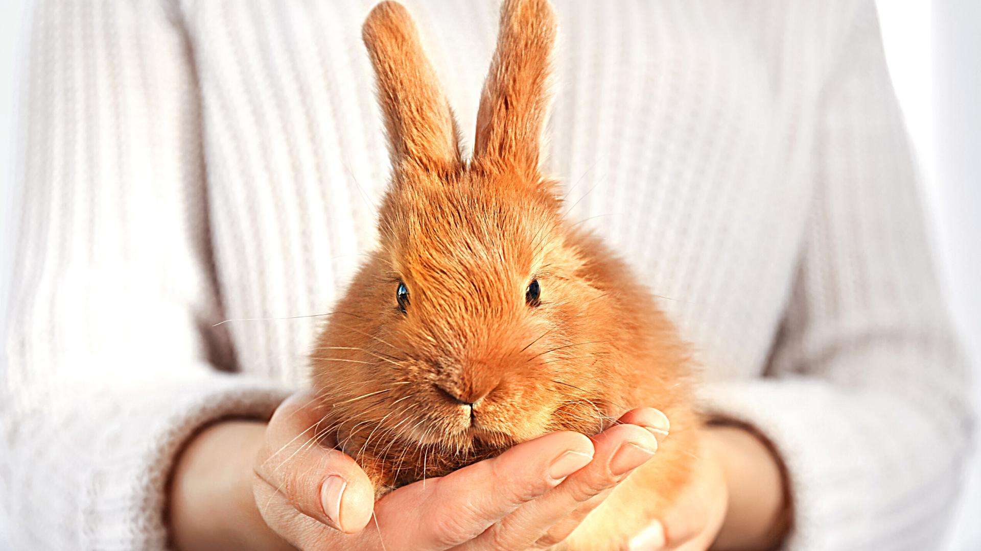 Cruelty-Free: Como terminar con la crueldad animal