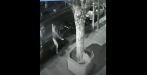 Robo violento Lomas del Mirador