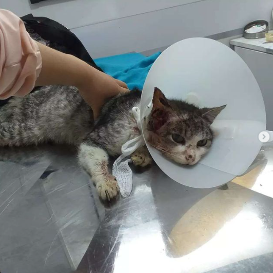 Refugio Huellitas: a pulmón por los animales matanceros
