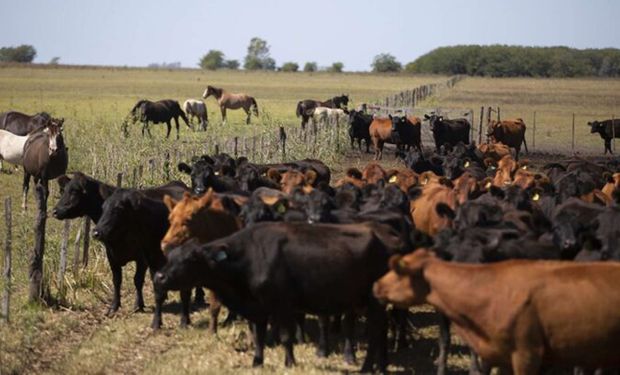 Virrey del Pino: Jóvenes acusados de ir armados a robar al menos 30 vacas