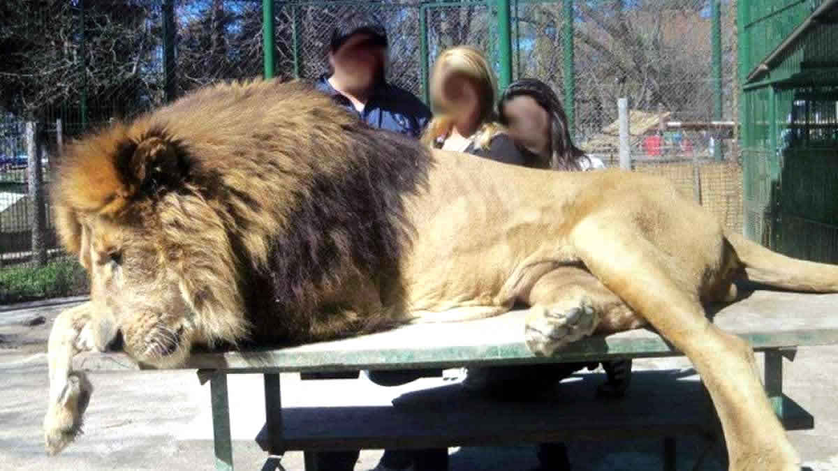 La Justicia ratificó la clausura del zoológico de Luján