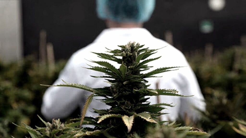 Proyecto Cannabis Medicinal