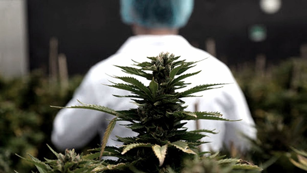 Con media sanción, el proyecto de industrialización de cannabis medicinal llegó a Diputados
