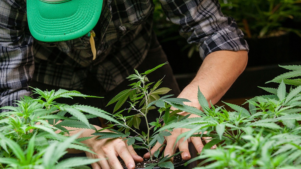 Cannabis Salta Proyecto