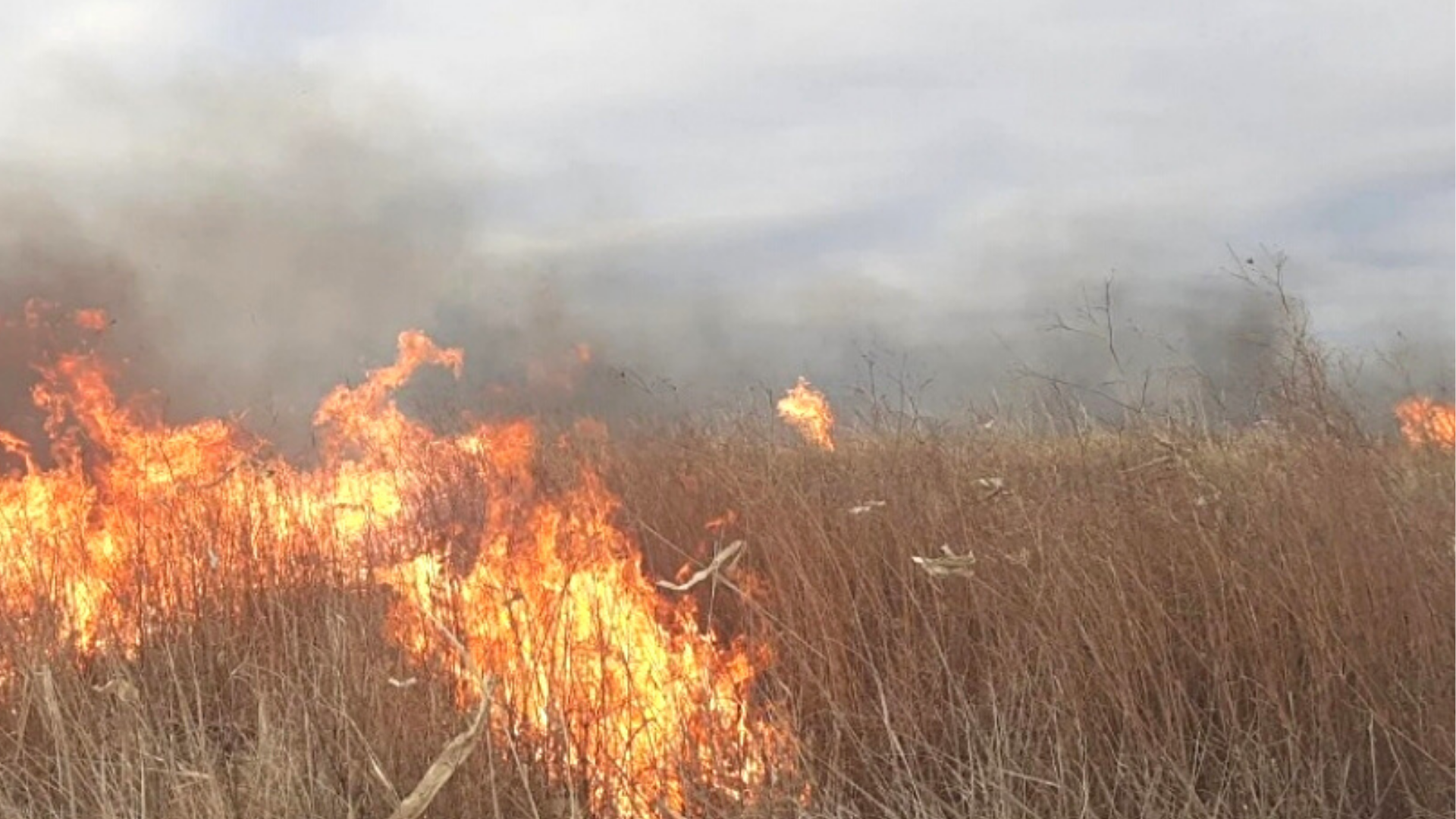 Incendios en la reserva de Laferrere