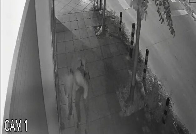 casanova robo piraña