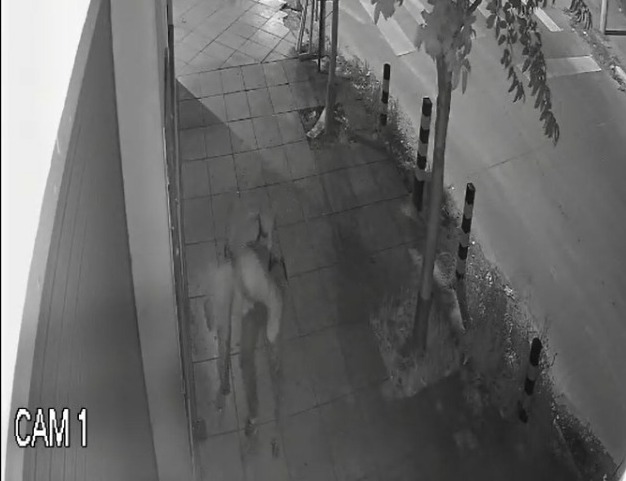 casanova robo piraña