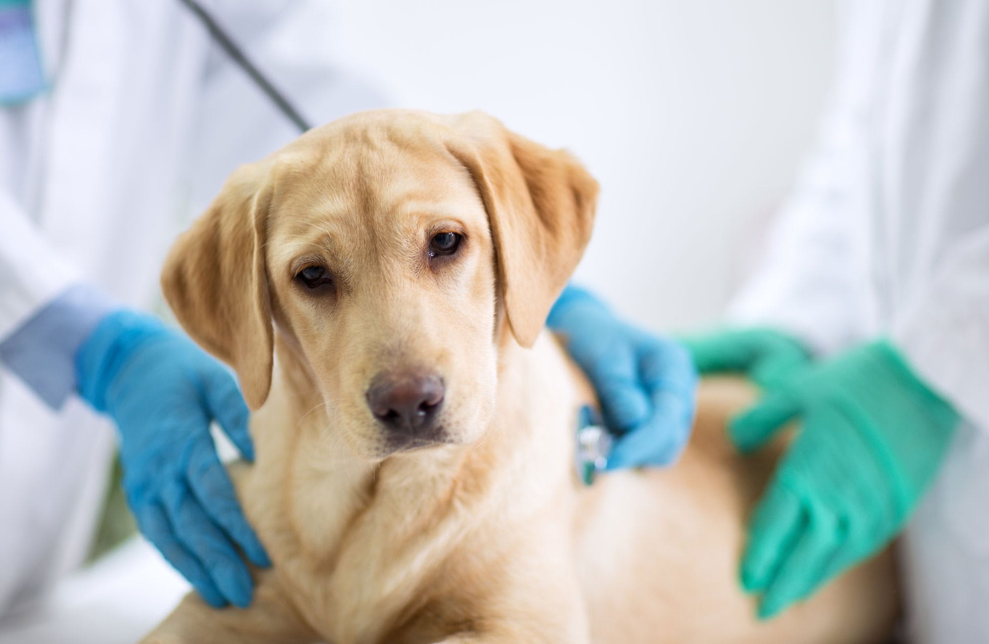 ¿Cómo proceder si creés que tu mascota está envenenada?