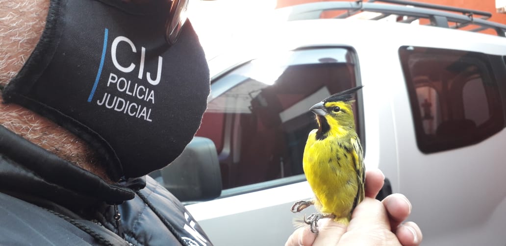 Negocios ilegales: el contrabando de animales en Argentina