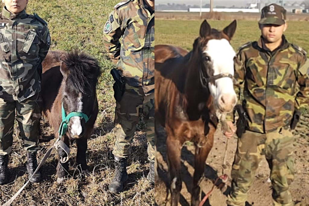 Matadero Clandestino Caballos Matanza