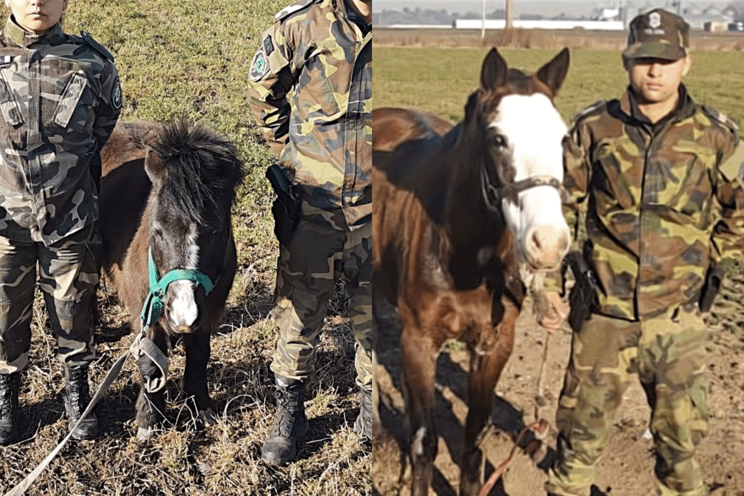 La Policía desmanteló un matadero clandestino de caballos en La Matanza