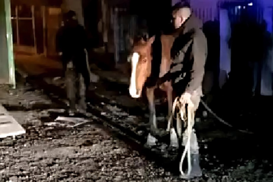 Matadero Clandestino Caballos Matanza