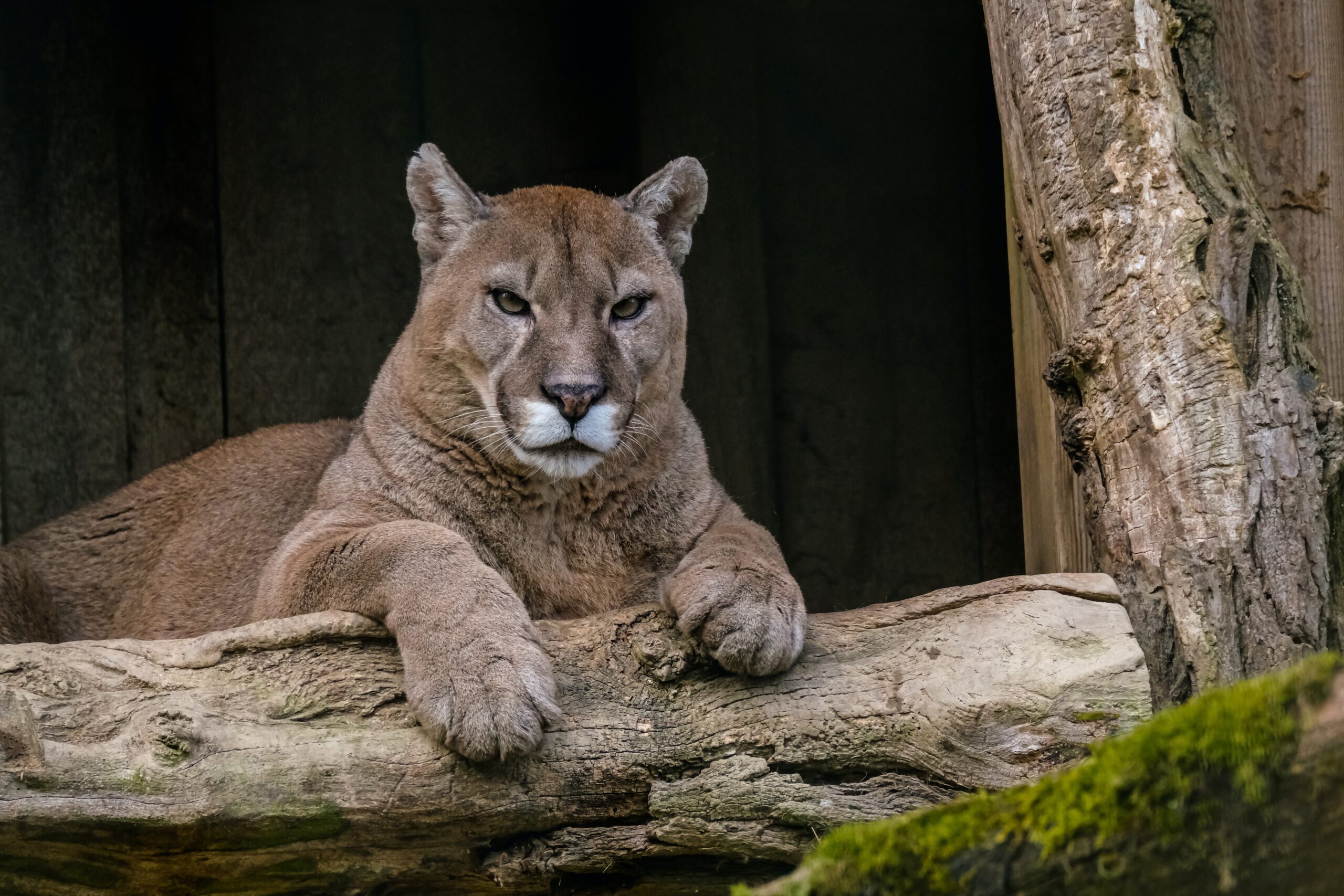 Animales en alerta: el impacto de la caza ilegal