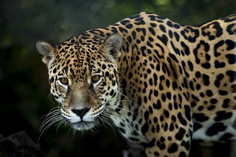 Latinoamérica biodiversidad