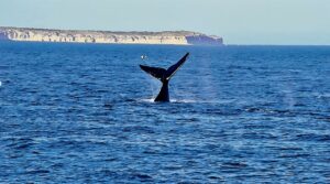 Temperatura Océanos 2022