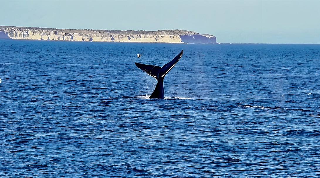 En 2022, la temperatura de los océanos volvió a aumentar y batió el récord por segundo año consecutivo