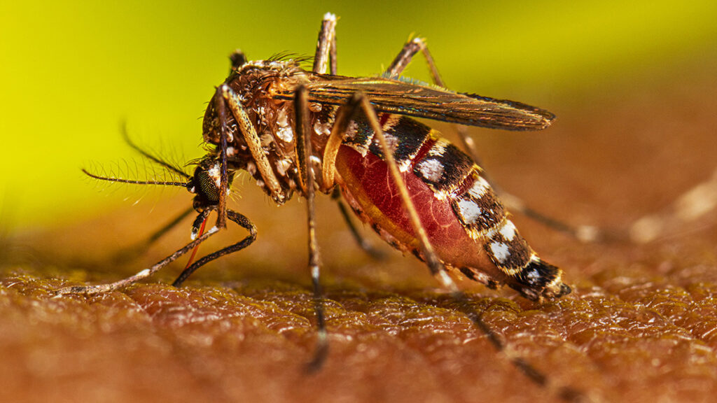 casos dengue