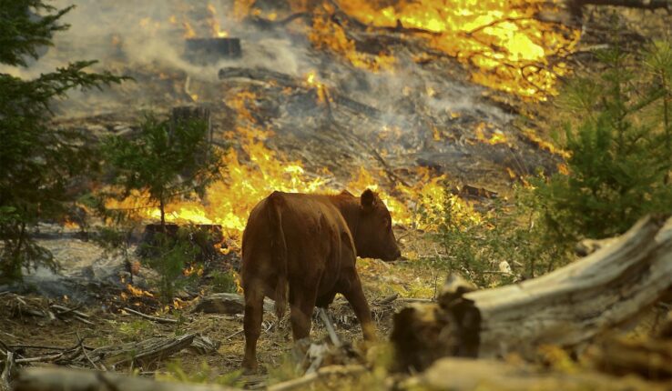 Día Medio Ambiente Animales Salvajes