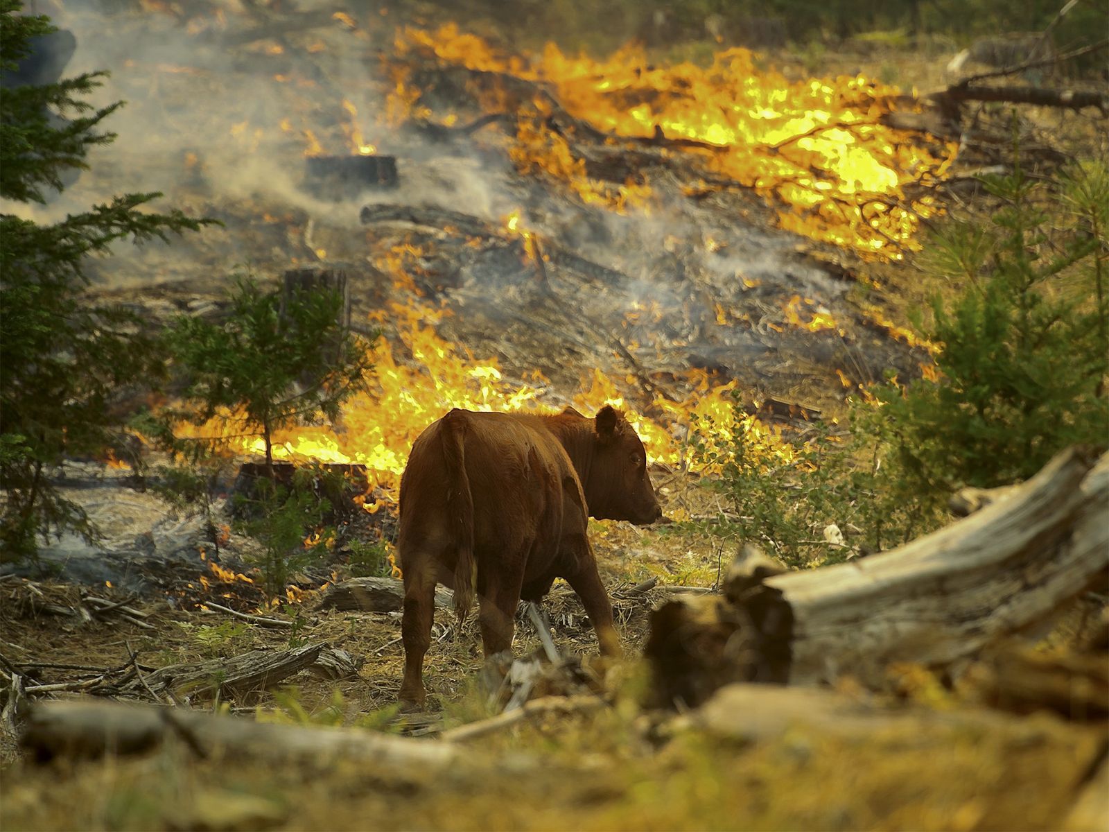 Día del Medio Ambiente: La población de animales salvajes cayó 94% en Latinoamérica en los últimos 50 años