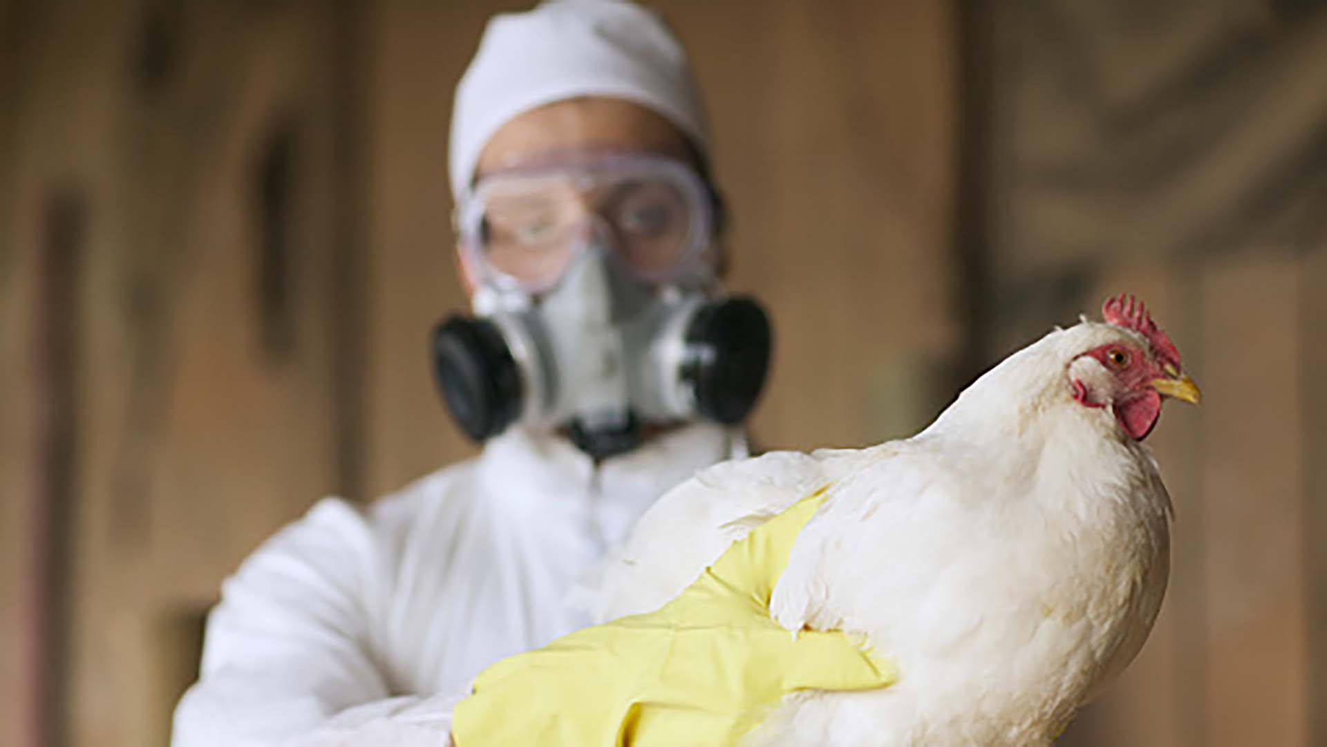 Argentina recuperó estatus sanitario de país libre de influenza aviar