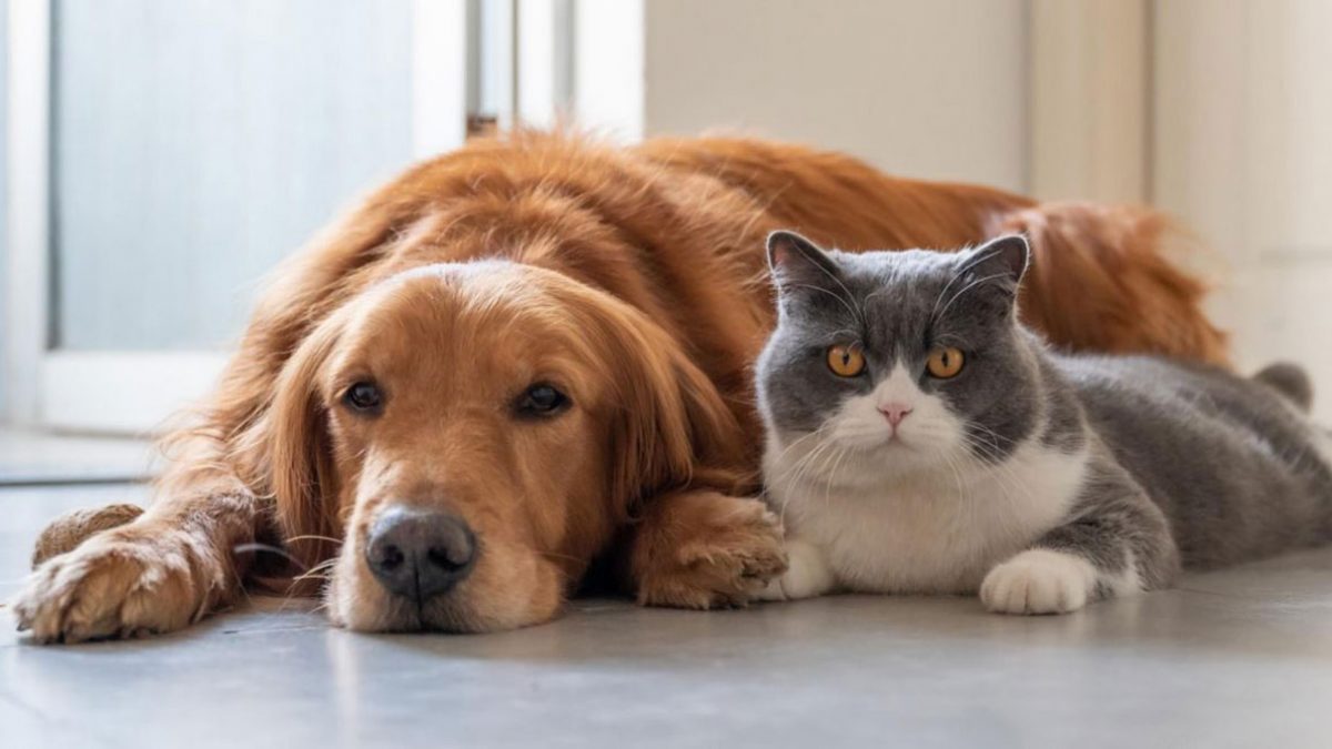 Día mundial de los animales: ¿Por qué se celebra el 4 de octubre?