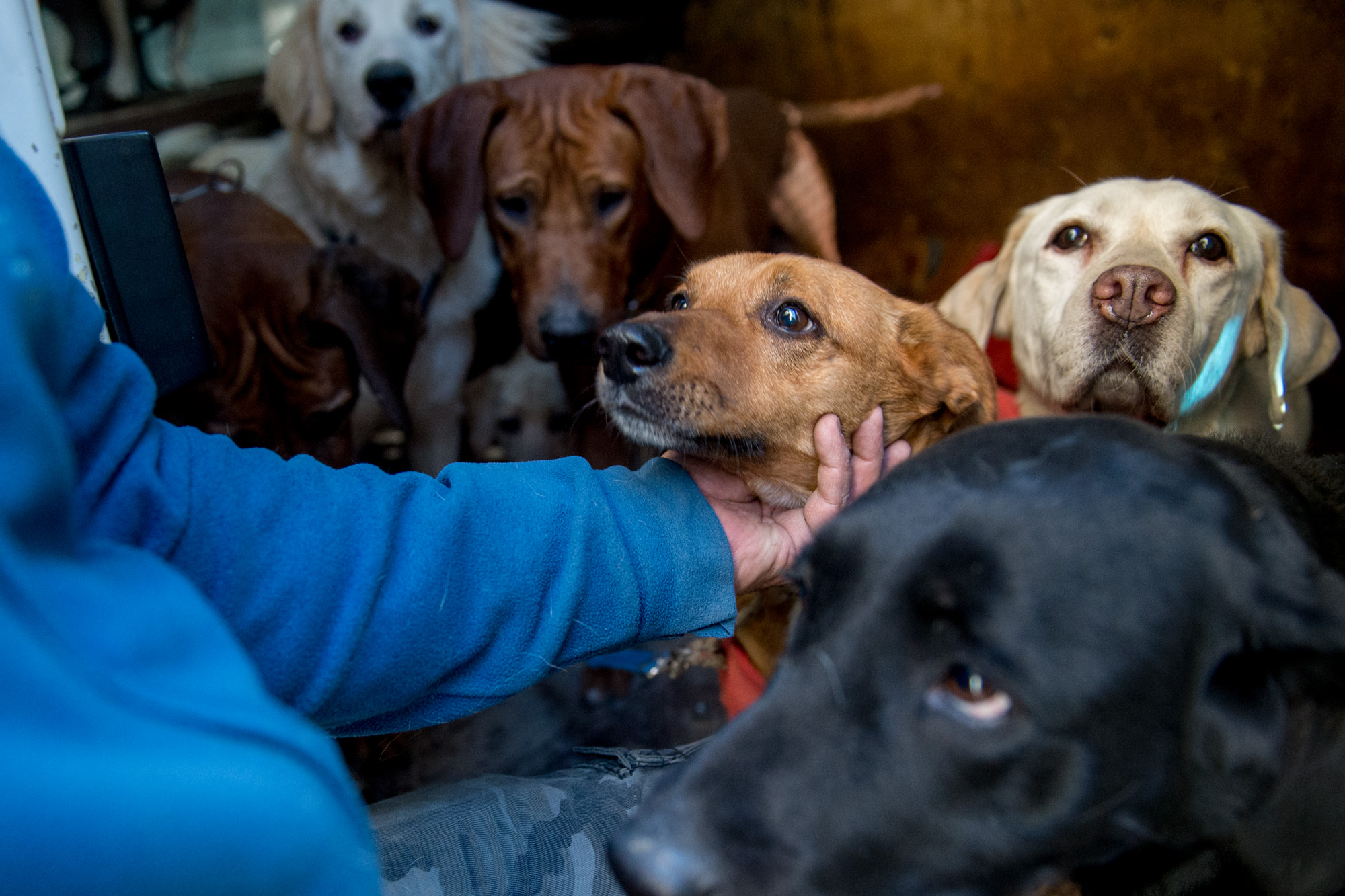 Qué dice la Declaración de la provincia de Buenos Aires que proclama la personalidad jurídica de los animales