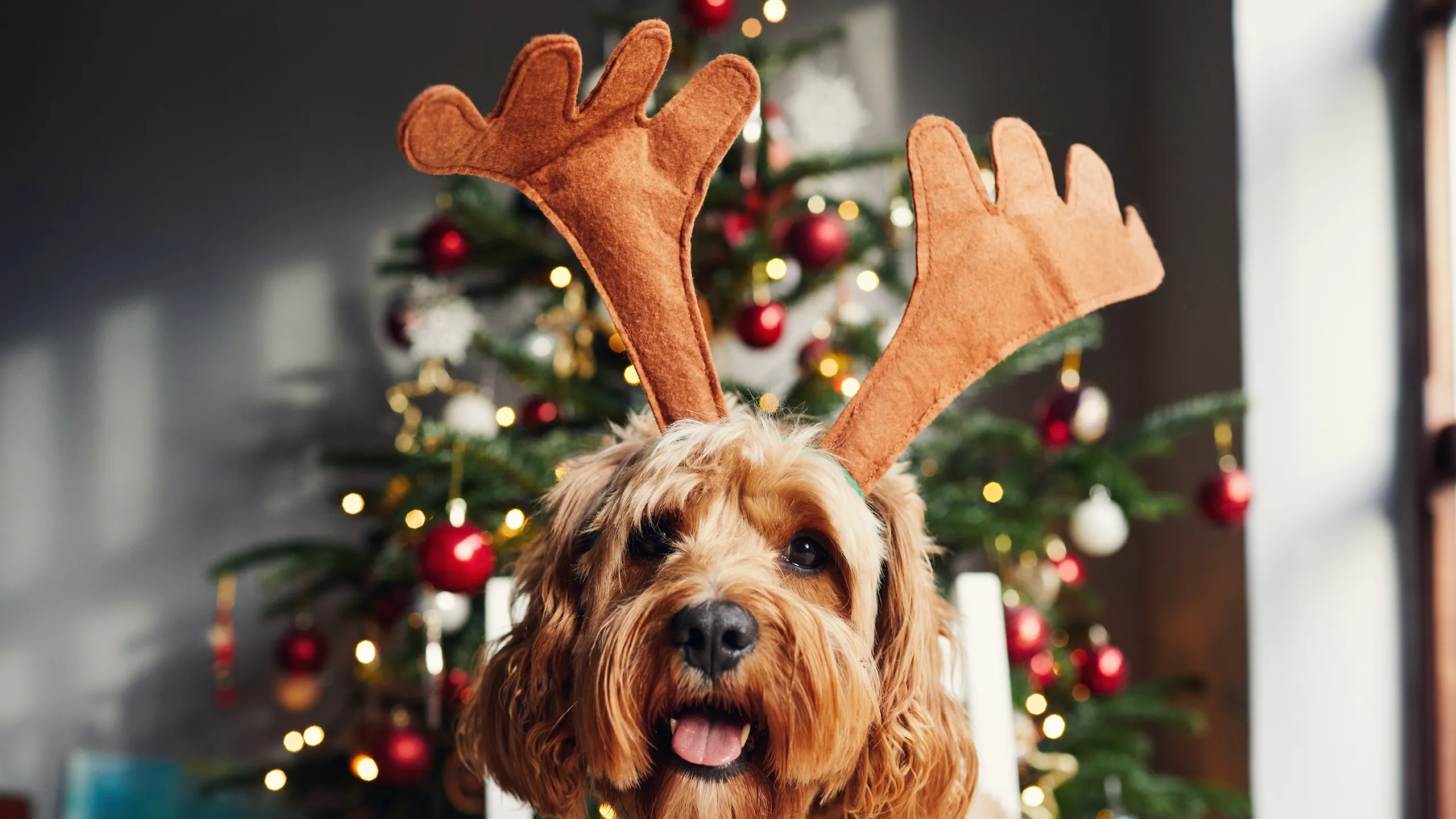 Ideas originales para celebrar una Navidad diferente