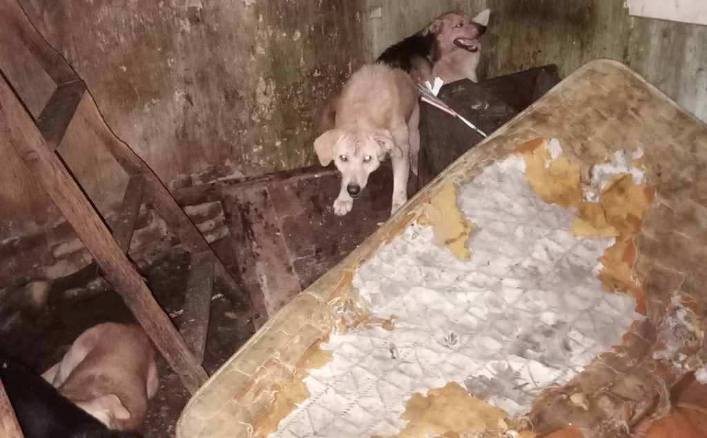 Allanamiento en Ramos Mejía: la nueva vida de los animales rescatados y el pedido de ayuda del refugio