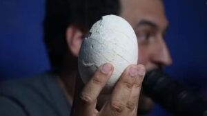 Un hallazgo histórico del Conicet: encontraron un huevo de dinosaurio carnívoro en excepcional estado de preservación en Río Negro