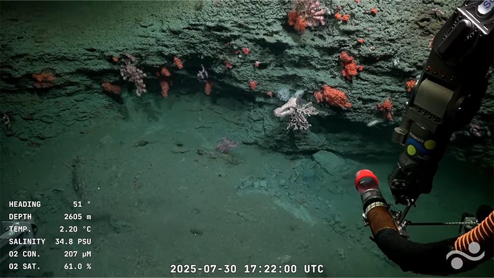 ¿Qué secretos esconde el Mar Argentino? Un streaming científico en vivo muestra una expedición inédita de la UBA