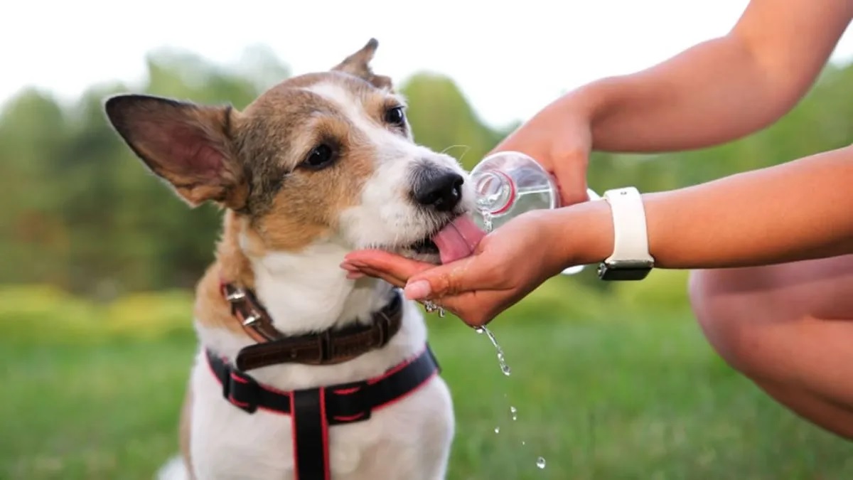 Cómo cuidar a los animales del calor: claves para protegerlos durante las altas temperaturas
