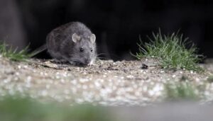 Hantavirus en la provincia de Buenos Aires: una nueva muerte y las claves de prevención