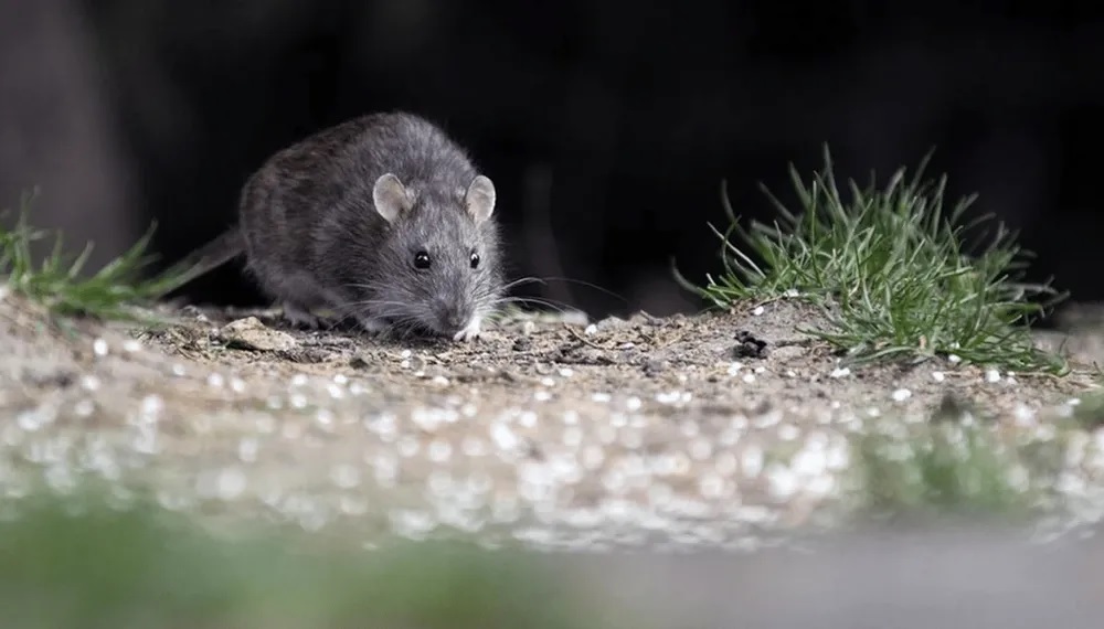 Hantavirus en la provincia de Buenos Aires: una nueva muerte y las claves de prevención