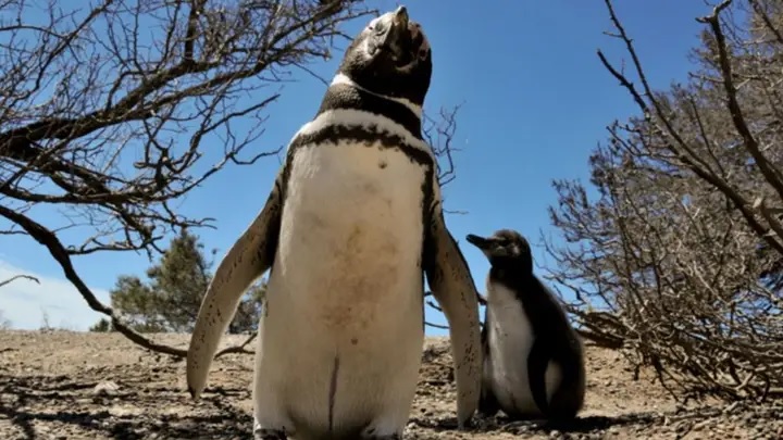 Nuevo streaming del CONICET: dónde y cómo ver en vivo a los pingüinos de Magallanes