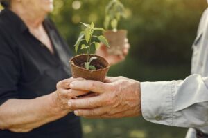 Reforestación en las mejores manos: Adultos mayores siembran viveros satélites